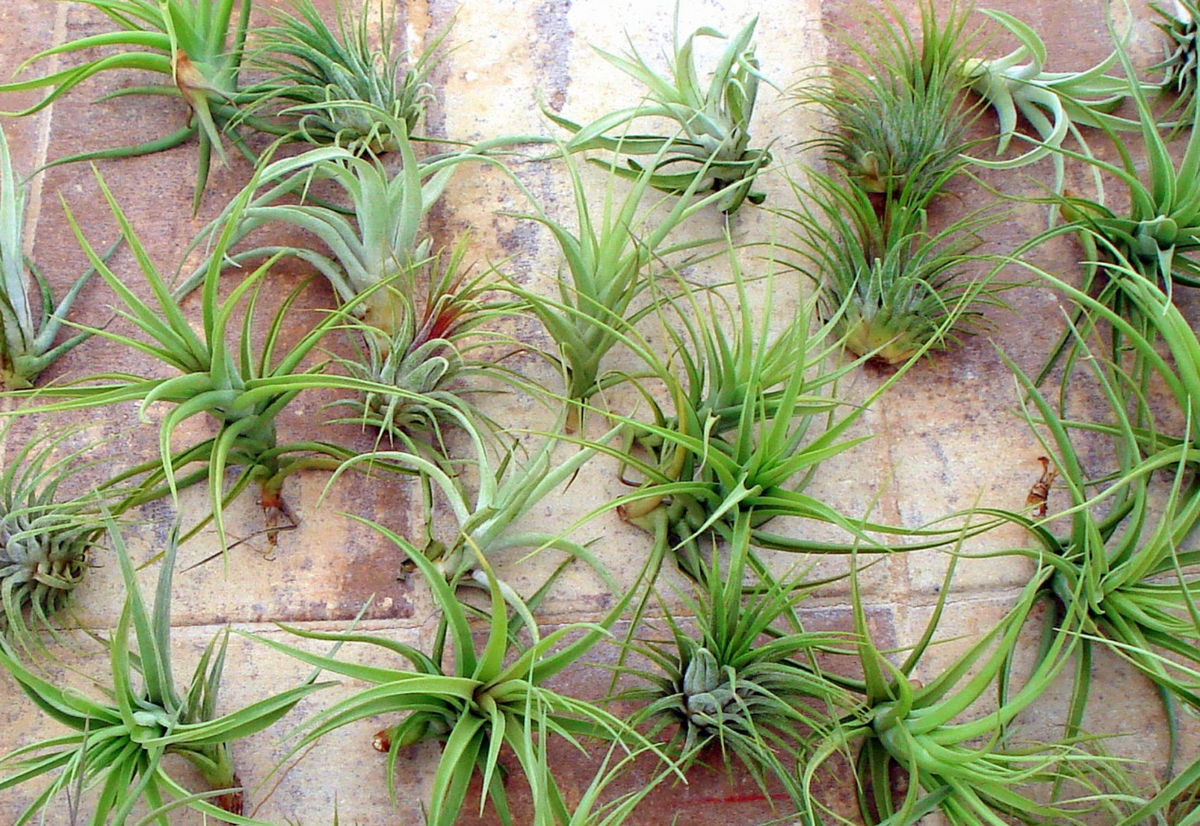 Air Plant