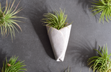 Air Plant Cone (Includes Air Plant)