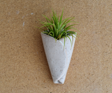 Air Plant Cone (Includes Air Plant)