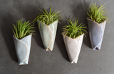 Air Plant Cone (Includes Air Plant)