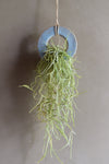 Air Plant Ring (Includes Air Plant)