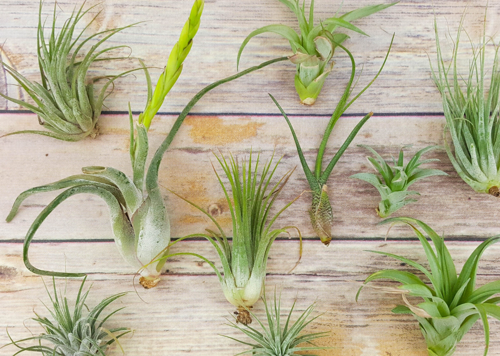 air plant species Air Plant